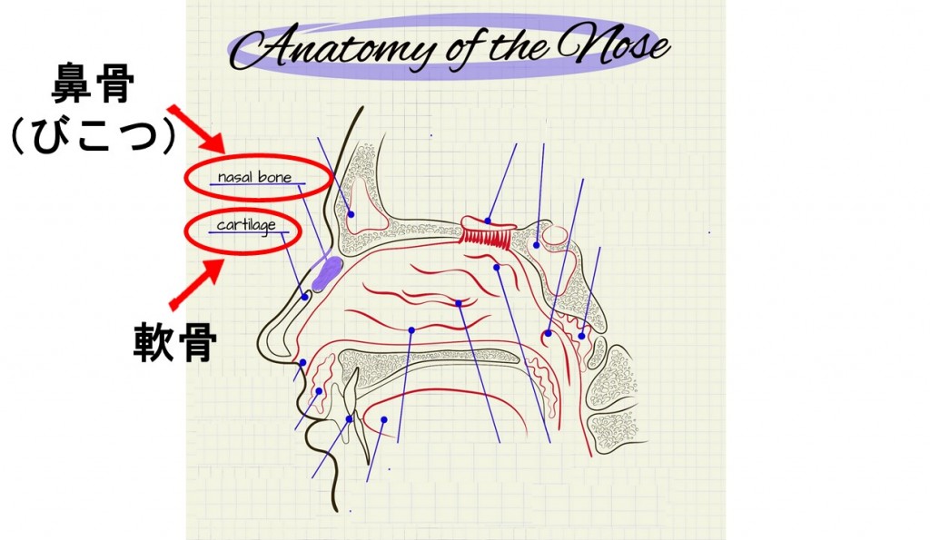 鼻骨と軟骨の位置